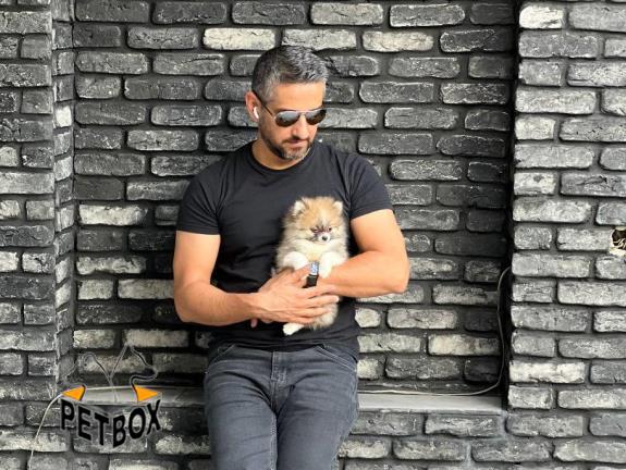 فروش پامرانین  روباهی 