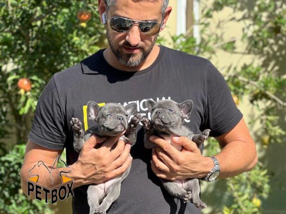 فروش توله های فرنچ بولداگ رنگ بلو 