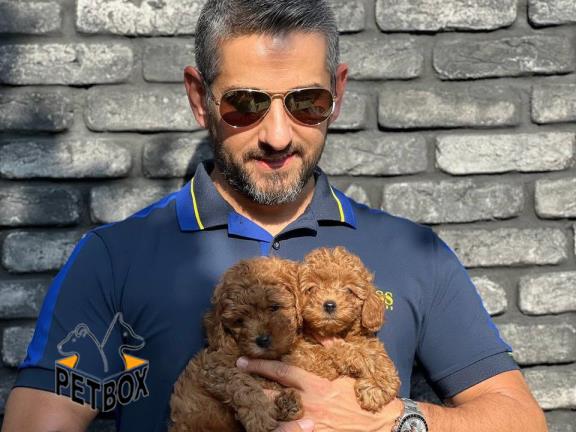 فروش پودل عروسکی با قیمت مناسب