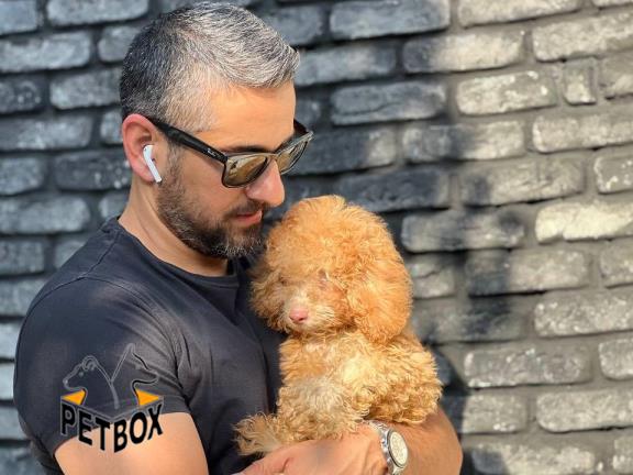 فروش ویژه ی پودل مینیاتوری