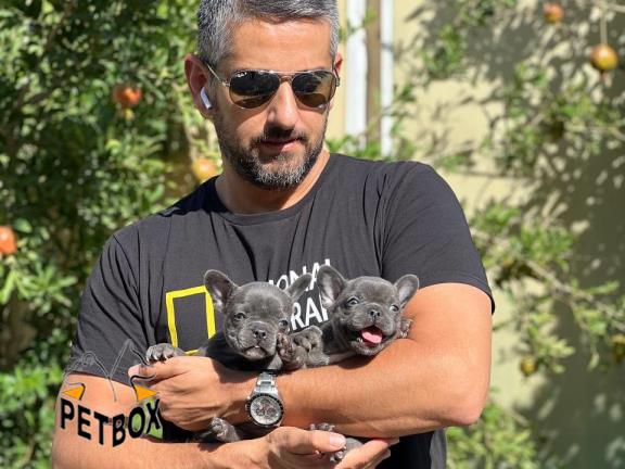 فروش فرنچ بولداگ های استثنایی رنگ بلو 