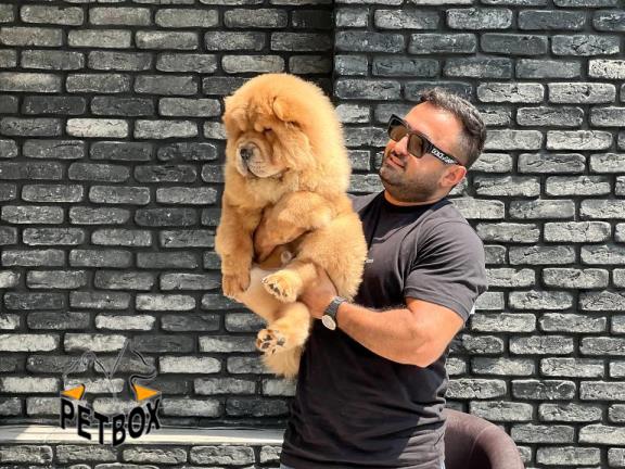 فروش توله ی چاوچاو با قیمت مناسب - فروش سگ چاوچاو