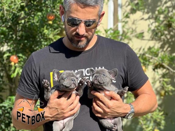 فروش فرنچ بولداگ های استثنایی 