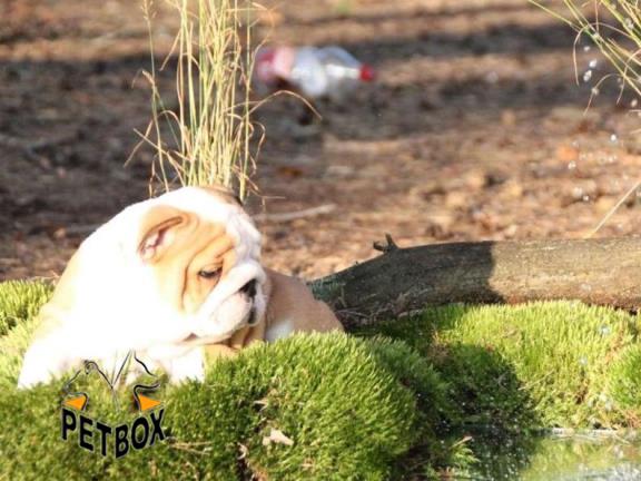 فروش توله ی انگلیش بولداگ