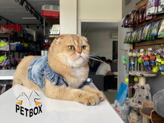 فروش گربه های اسکاتیش