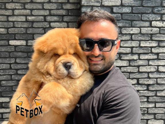 فروش توله ی چاوچاو فوق العاده خاص - فروش سگ چاوچاو