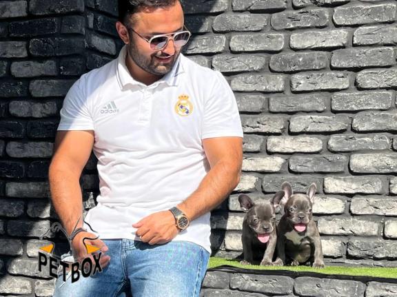 فروش توله فرنچ بولداگ