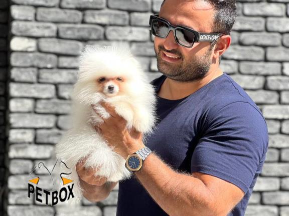 فروش پامرانین بو فیس رنگ سفید