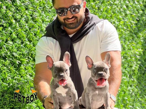 فروش توله ی فرنچ بولداگ کد 9