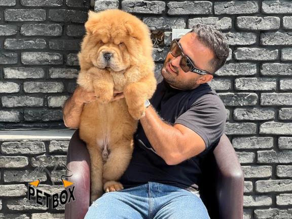 فروش چاوچاو با تخفیف ویژه  - فروش سگ چاوچاو