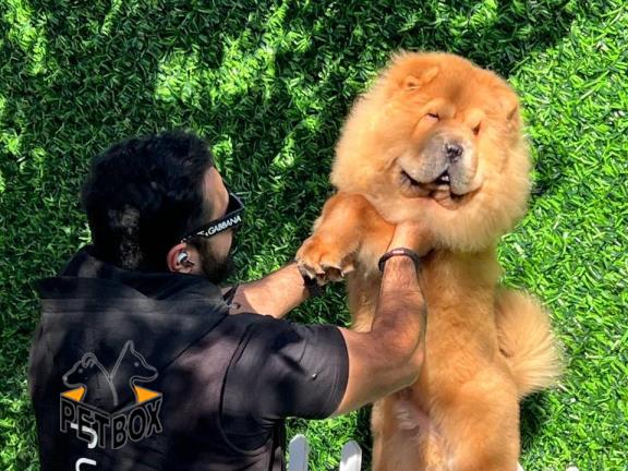 فروش چاوچاو با تخفیف ویژه  - فروش سگ چاوچاو