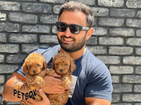 فروش پودل های عروسکی