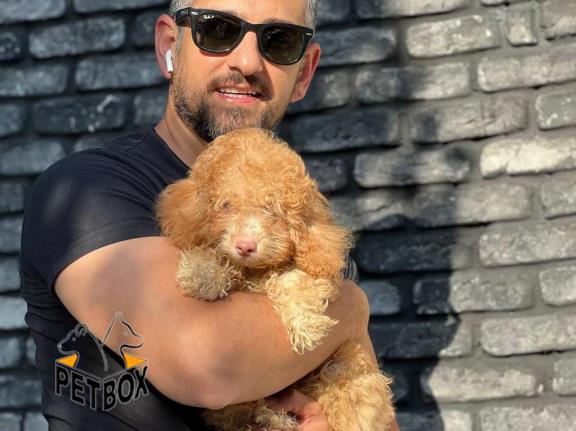 فرش پودل های مینیاتوری 