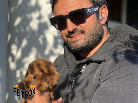 فروش پودل های عروسکی