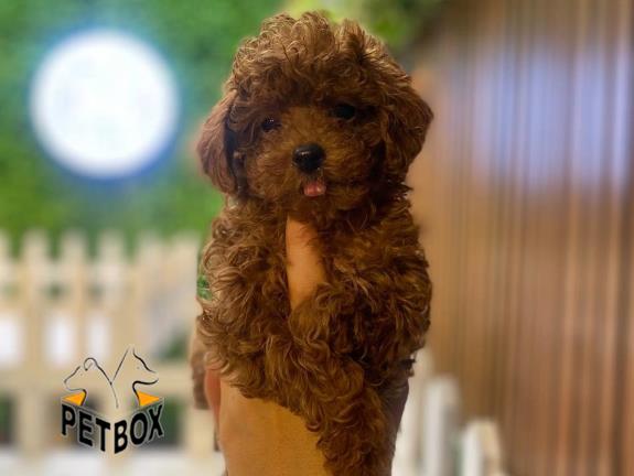 فروش توله ی پودل