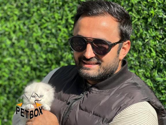 فروش گربه های اسکاتیش