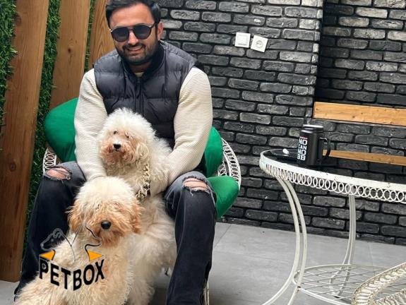 فروش مینیاتور پودل بالغ