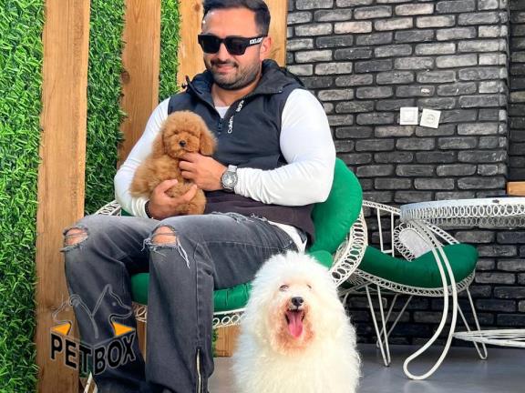 فروش توله های توی پودل