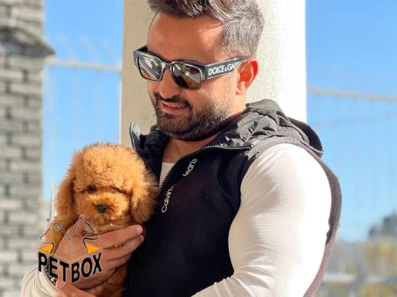 فروش توله های توی پودل  رنگ رد وارداتی