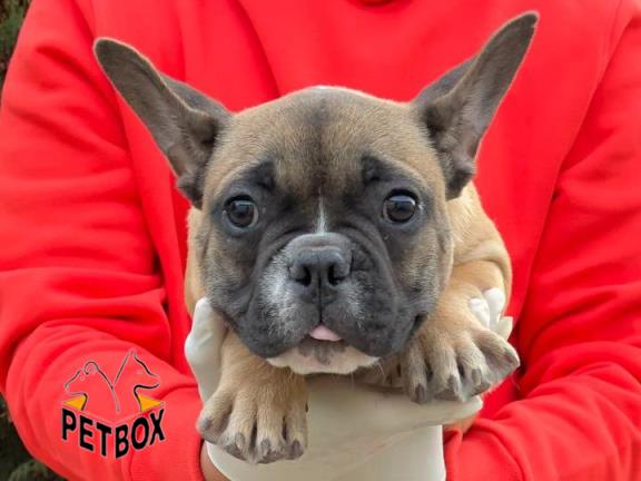 فروش توله ی فرنچ بولداگ 