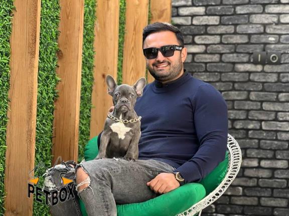 فروش توله های فرنچ بولداگ