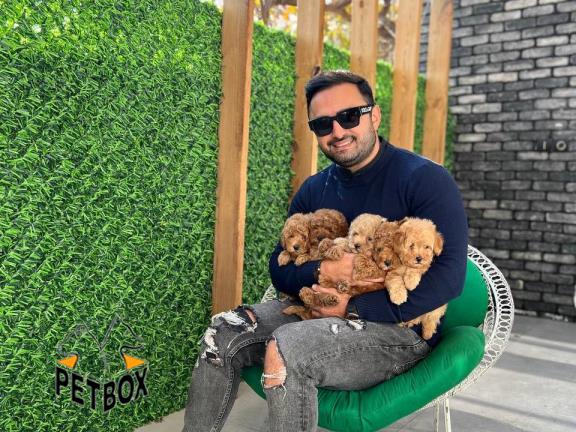 فروش توله های پودل