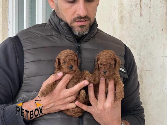 فروش توله های پودل عروسکی