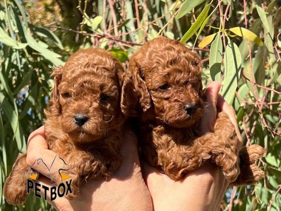 فروش توله های توی پودل 