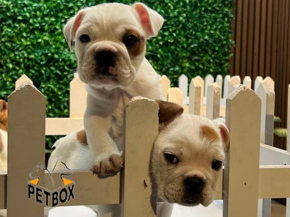 فروش توله ی انگلیش بولداگ