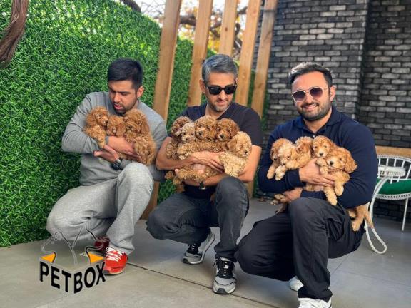 فروش توله های توی پودل 