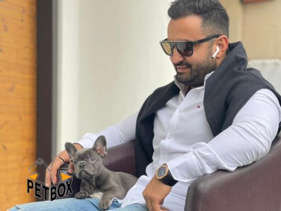 فروش توله ی فرنچ بولداگ