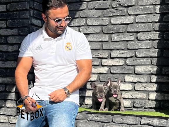 فروش توله های فرنچ بولداگ