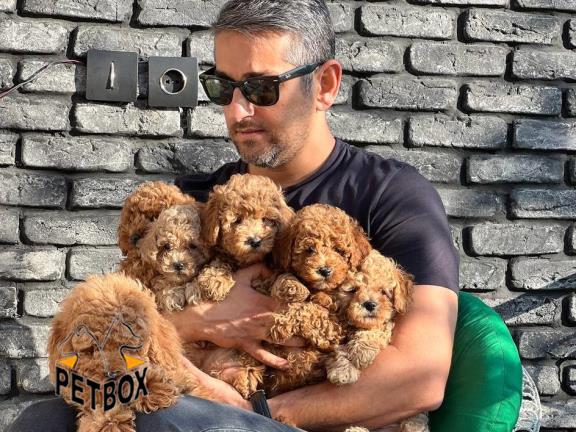 فروش توله های توی پودل 