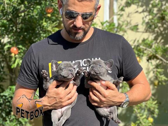 فروش توله ی فرنچ بولداگ 