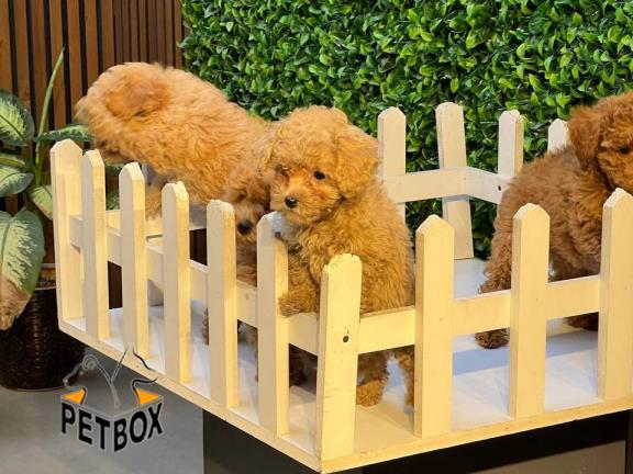 فروش توله های توی پودل 