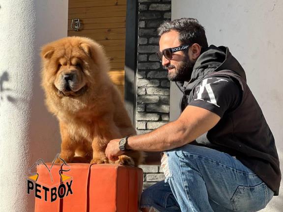 فروش چاوچاو با تخفیف ویژه  - فروش سگ چاوچاو