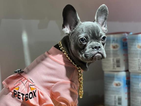 فروش توله ی فرنچ بولداگ 