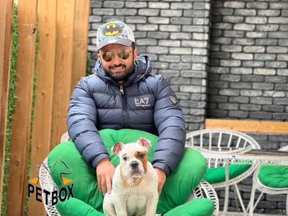 فروش توله ی انگلیش بولداگ