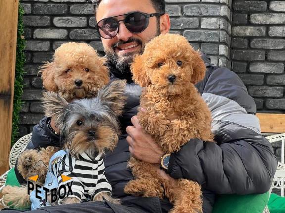 فروش توله های توی پودل 