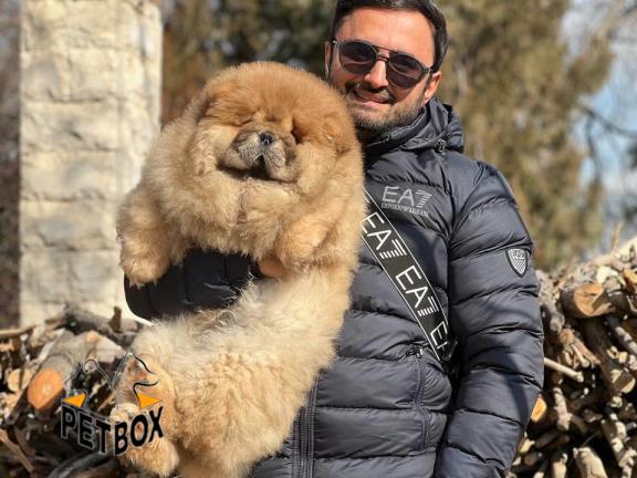 فروش چاوچاو   - فروش سگ چاوچاو