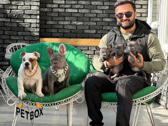  فروش توله ی انگلیش بولداگ و فرنچ بولداگ