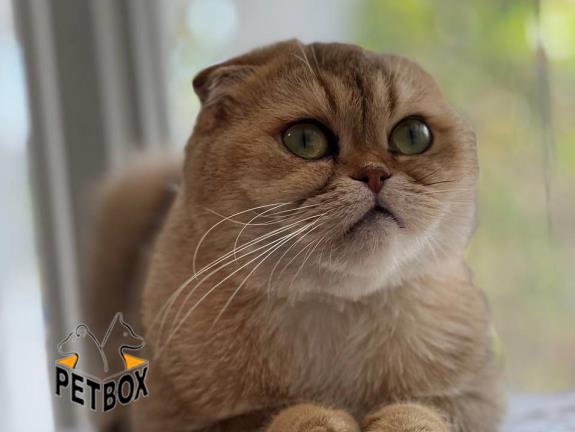 فروش گربه های اسکاتیش