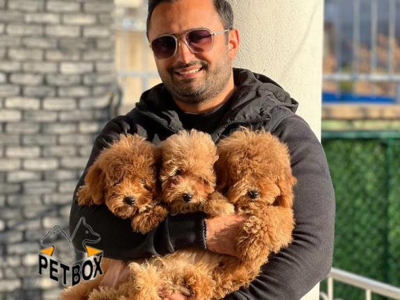 فروش توله های توی پودل 