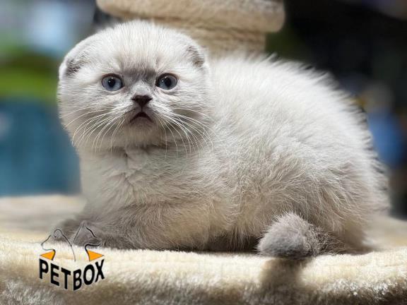 فروش گربه های اسکاتیش