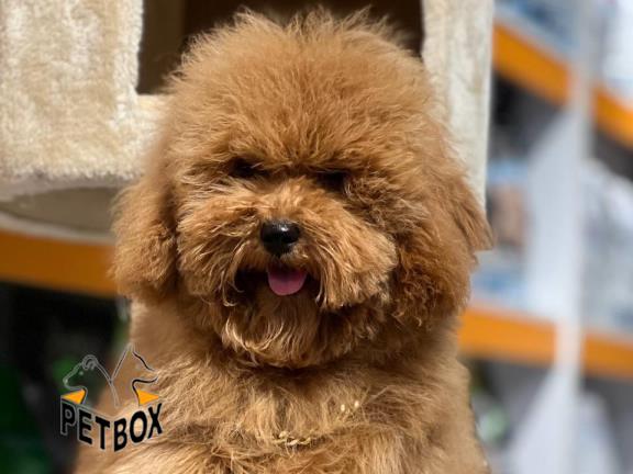 فروش توله های توی پودل 