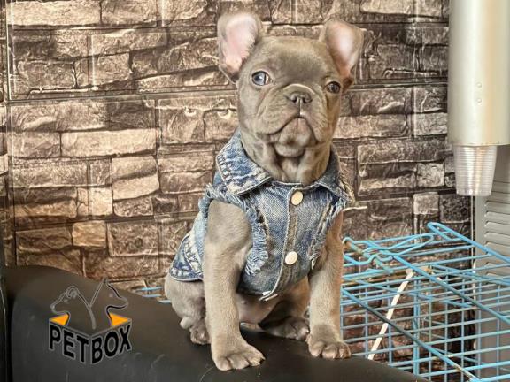 فروش توله ی فرنچ بولداگ تیکاپ سایز 