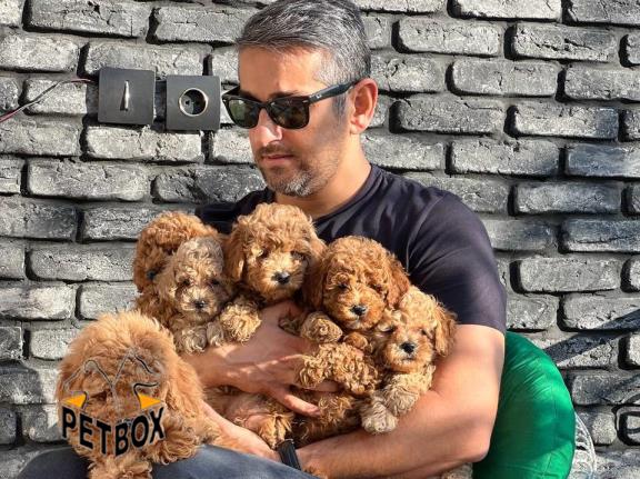 فروش توله های توی پودل 