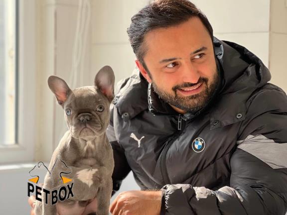 فروش توله ی فرنچ بولداگ 