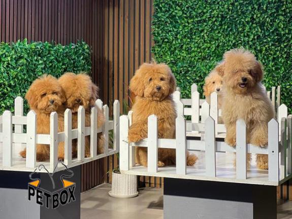 فروش توله های توی پودل 