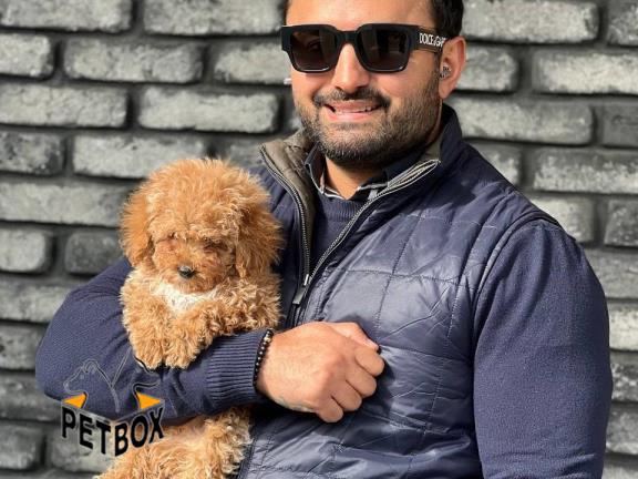 فروش توله های توی پودل 